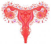 uterus and ovaries